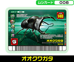 オオクワガタ（006）［未確定］