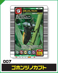 ゴホンヅノカブト（007）［未確定］