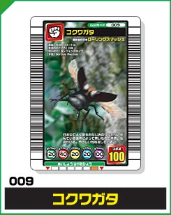 コクワガタ（009）［未確定］