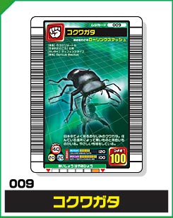 コクワガタ（009）［未確定］