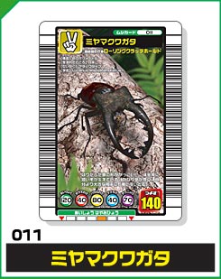 ミヤマクワガタ（011）［未確定］