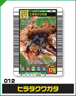 ヒラタクワガタ（012）［未確定］