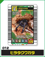 ヒラタクワガタ（012）［未確定］