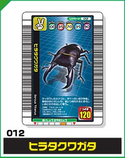 ヒラタクワガタ（012）［未確定］