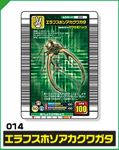 エラフスホソアカクワガタ（014）［未確定］