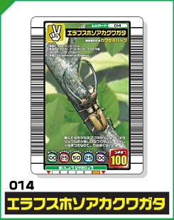 エラフスホソアカクワガタ（014）［未確定］