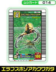 エラフスホソアカクワガタ（014）［未確定］