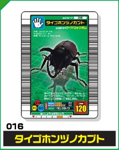 タイゴホンヅノカブト（016）［未確定］