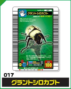 グラントシロカブト（017）［未確定］