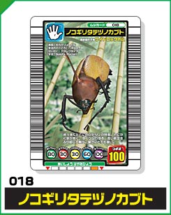 ノコギリタテヅノカブト（018）［未確定］