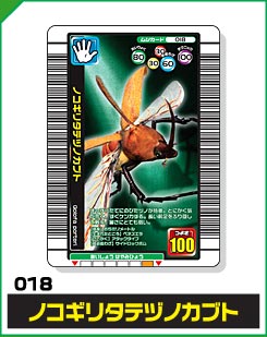 ノコギリタテヅノカブト（018）［未確定］