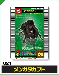 メンガタカブト（021）［未確定］