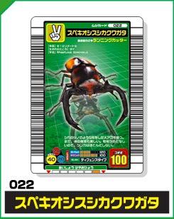 スペキオシスシカクワガタ（022）［未確定］