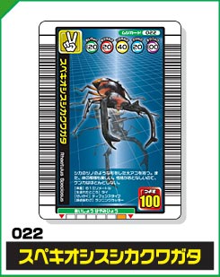 スペキオシスシカクワガタ（022）［未確定］