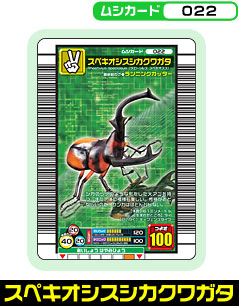 スペキオシスシカクワガタ（022）［未確定］