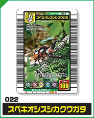 スペキオシスシカクワガタ（022）［未確定］