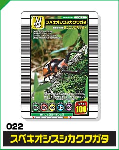 スペキオシスシカクワガタ（022）［未確定］