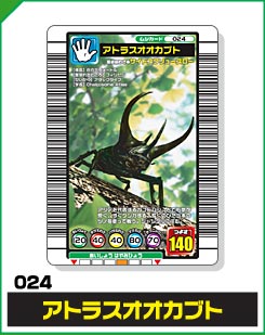 アトラスオオカブト（024）［未確定］