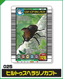 ヒルトゥスヘラヅノカブト（025）［未確定］