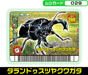 タランドゥスツヤクワガタ（029）［金レア］