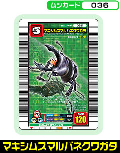 マキシムスマルバネクワガタ（036）［未確定］