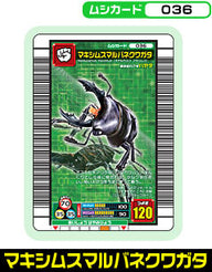 マキシムスマルバネクワガタ（036）［未確定］