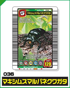 マキシムスマルバネクワガタ（036）［未確定］