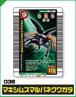 マキシムスマルバネクワガタ（036）［未確定］