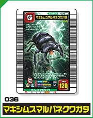 マキシムスマルバネクワガタ（036）［未確定］
