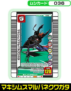 マキシムスマルバネクワガタ（036）［未確定］