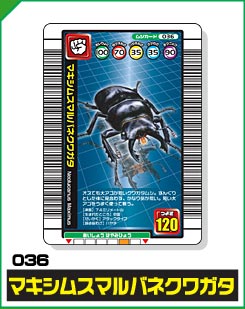 マキシムスマルバネクワガタ（036）［未確定］