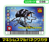 マキシムスマルバネクワガタ（036）［未確定］