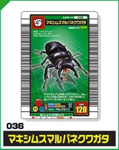 マキシムスマルバネクワガタ（036）［未確定］