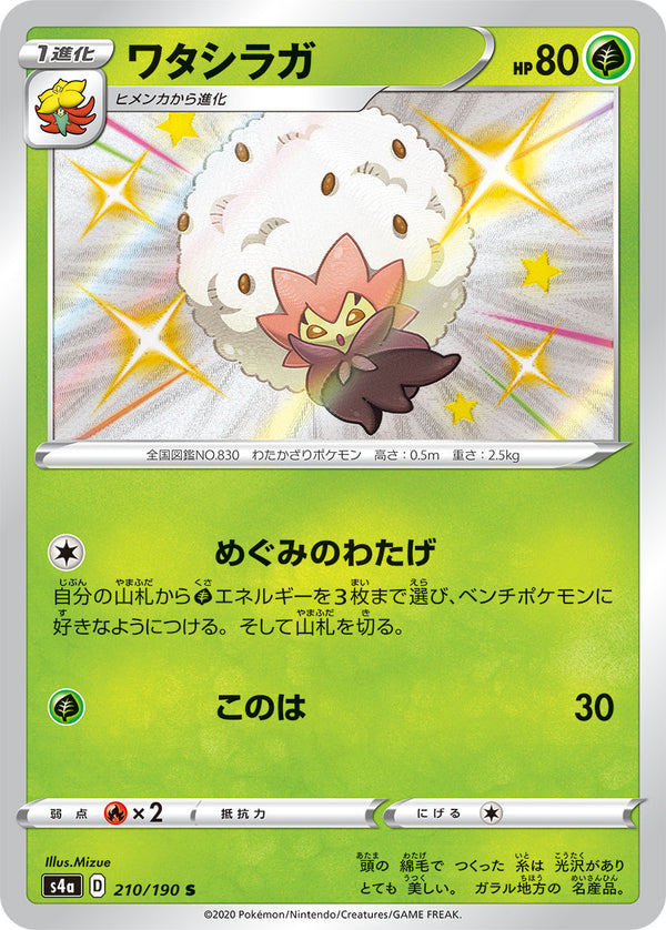 ワタシラガ（210/190）［-］