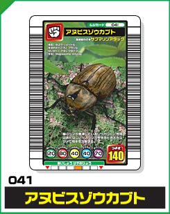 アヌビスゾウカブト（041）［未確定］