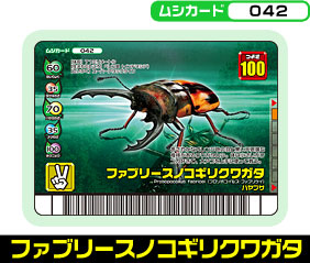 ファブリースノコギリクワガタ（042）［未確定］