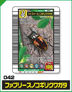 ファブリースノコギリクワガタ（042）［未確定］