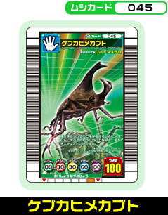 ケブカヒメカブト（045）［未確定］