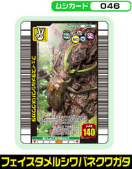 フェイスタメルシワバネクワガタ（046）［未確定］