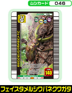 フェイスタメルシワバネクワガタ（046）［未確定］