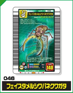 フェイスタメルシワバネクワガタ（046）［未確定］