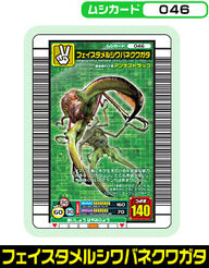 フェイスタメルシワバネクワガタ（046）［未確定］