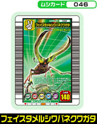 フェイスタメルシワバネクワガタ（046）［未確定］