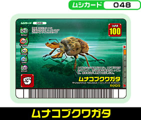 ムナコブクワガタ（048）［未確定］