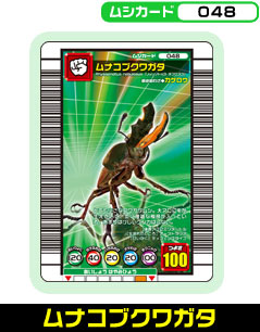ムナコブクワガタ（048）［未確定］