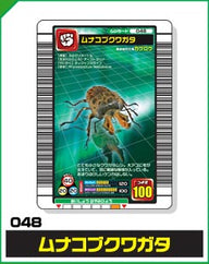 ムナコブクワガタ（048）［未確定］