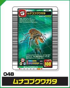 ムナコブクワガタ（048）［未確定］