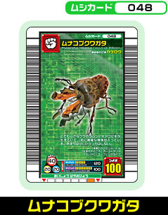 ムナコブクワガタ（048）［未確定］