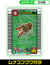 ムナコブクワガタ（048）［未確定］
