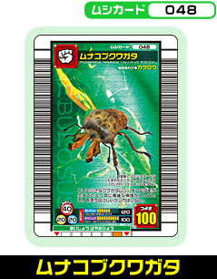 ムナコブクワガタ（048）［未確定］